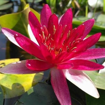 405826952835974324557136706102794274734080n