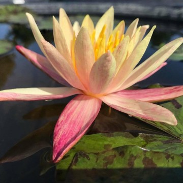 406376646693790501007827160916681047408640n