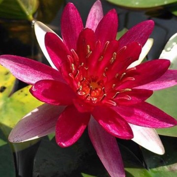 406423083095404931852761187273146961494016n