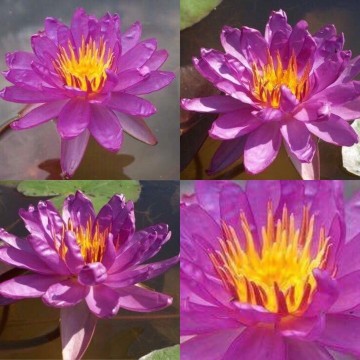 40684067277600579738977454693408645054464n