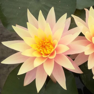 407524923151634459134327156518308118790144n