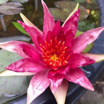 417331253062988266173833451045224934014976n