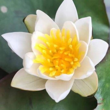 4214605415511105049931127758089049847365632n