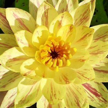 470461153425862932379686393786129857904640n