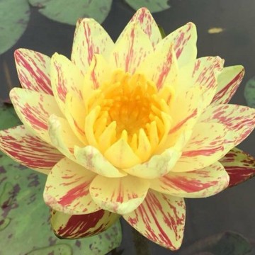 470505912987527909730896877567853055180800n