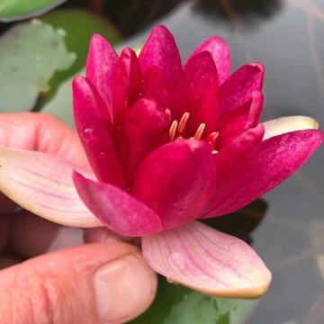 470732282596633580333804784747271738621952n