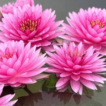 4720430110495715052516655455497811913080832n