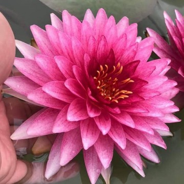 472588454894422348785202980135754946052096n