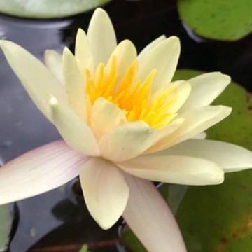 Nymphaea  sioux nelumbogarden waterlilies 2