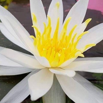 Nymphaea alma nelumbogarden waterlilies  2
