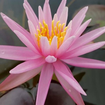 Nymphaea american star nelumbogarden waterlilies 4