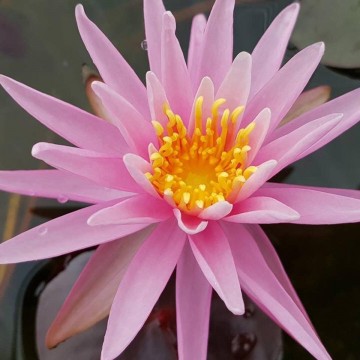 Nymphaea american star nelumbogarden waterlilies 6