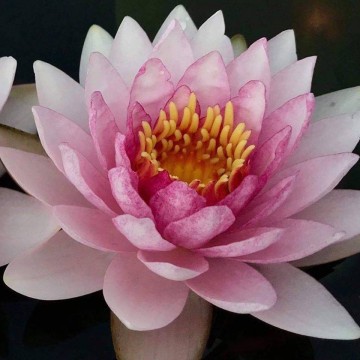 Nymphaea apiruk nelumbogarden waterlilies matthijs hazeleger water lilies 1.jpg