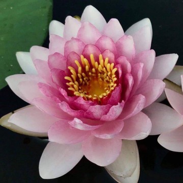 Nymphaea apiruk nelumbogarden waterlilies matthijs hazeleger water lilies 2.jpg