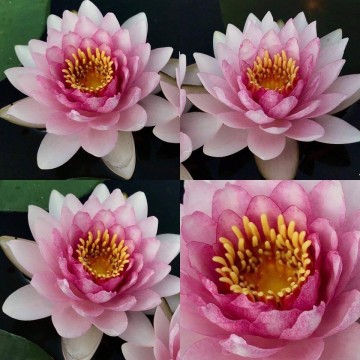 Nymphaea apiruk nelumbogarden waterlilies matthijs hazeleger water lilies 3.jpg