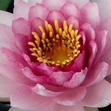 Nymphaea apiruk nelumbogarden waterlilies matthijs hazeleger water lilies 4.jpg