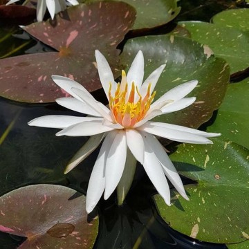 Nymphaea arc en ciel nelumbogarden waterlilies 4