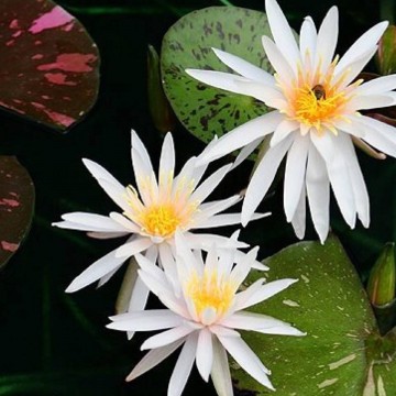 Nymphaea arc en ciel nelumbogarden waterlilies 5
