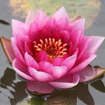 Nymphaea arethusa nelumbogarden waterlilies 1