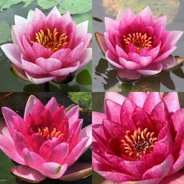 Nymphaea arethusa nelumbogarden waterlilies 2