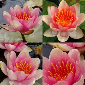 Nymphaea aurora nelumbogarden waterlilies 2