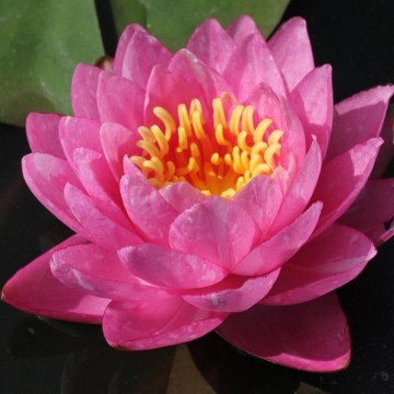 Nymphaea bangkok candy nelumbogarden waterlilies matthijs hazeleger water lilies 1.jpg