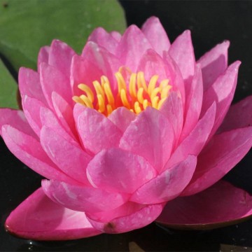 Nymphaea bangkok candy nelumbogarden waterlilies matthijs hazeleger water lilies 3.jpg