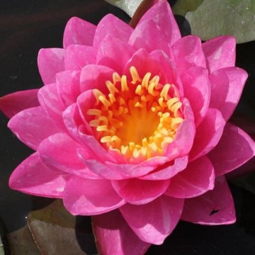 Nymphaea bangkok candy nelumbogarden waterlilies matthijs hazeleger water lilies 4.jpg