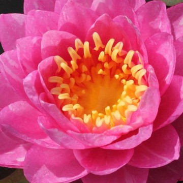 Nymphaea bangkok candy nelumbogarden waterlilies matthijs hazeleger water lilies 5.jpg