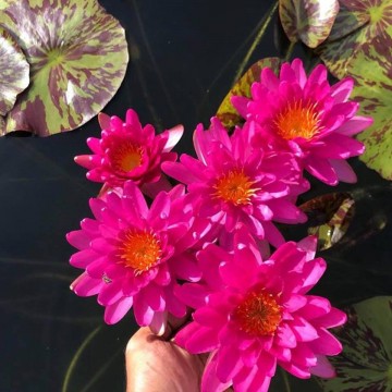 Nymphaea bangkok pink panter nelumbogarden waterlelies matthijs hazeleger waterlelies 3