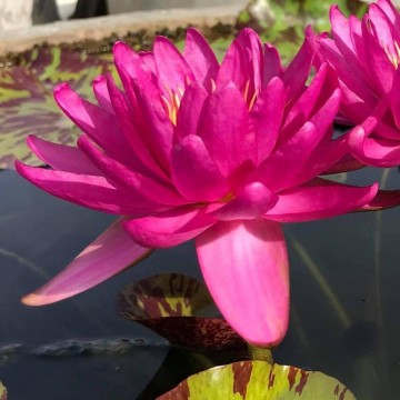 Nymphaea bangkok pink panter nelumbogarden waterlelies matthijs hazeleger waterlelies 5
