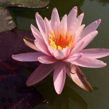 Nymphaea bangkok rainbow nelumbogarden waterlilies matthijs hazeleger water lilies 1.jpg
