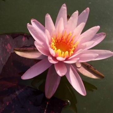 Nymphaea bangkok rainbow nelumbogarden waterlilies matthijs hazeleger water lilies 4.jpg