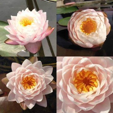 Nymphaea bangkok sakura nelumbogarden waterlelies matthijs hazeleger waterlelies 2