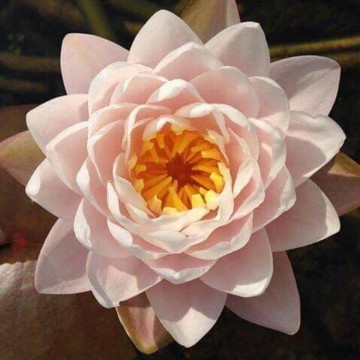 Nymphaea bangkok sakura nelumbogarden waterlelies matthijs hazeleger waterlelies 5