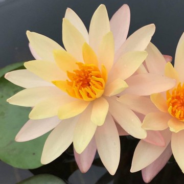 Nymphaea bangkok sunshine nelumbogarden waterlilies matthijs hazeleger water lilies 1.jpg