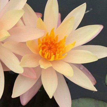 Nymphaea bangkok sunshine nelumbogarden waterlilies matthijs hazeleger water lilies 2.jpg