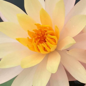 Nymphaea bangkok sunshine nelumbogarden waterlilies matthijs hazeleger water lilies 3.jpg