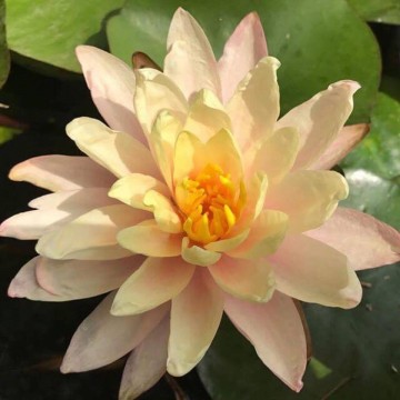 Nymphaea barbara  dobbins nelumbogarden waterlilies 1