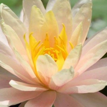 Nymphaea barbara  dobbins nelumbogarden waterlilies 5