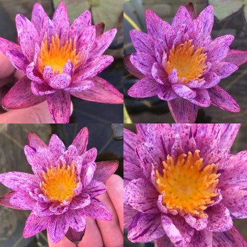 Nymphaea benjarong nelumbogarden waterlilies 2