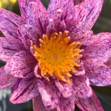 Nymphaea benjarong nelumbogarden waterlilies 3