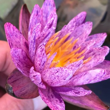 Nymphaea benjarong nelumbogarden waterlilies 5