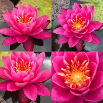 Nymphaea bernice ikins nelumbogarden waterlilies 2