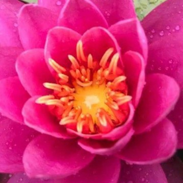 Nymphaea bernice ikins nelumbogarden waterlilies 3