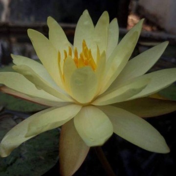 Nymphaea betsy sakata nelumbo garden waterlelies 2
