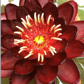 Nymphaea black princess nelumbogarden waterlilies 2