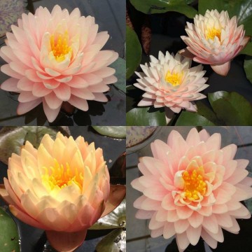 Nymphaea blushing bride nelumbogarden waterlilies 4