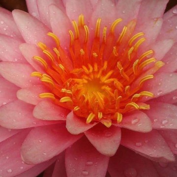 Nymphaea bua rapee matthijs hazeleger water lilies nelumbogarden waterlilies 2.jpg