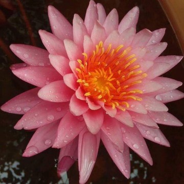 Nymphaea bua rapee matthijs hazeleger water lilies nelumbogarden waterlilies 3.jpg